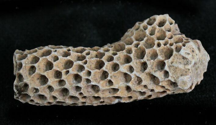 Fossil Tabulate Coral (Thamnopora) - Morocco #28545